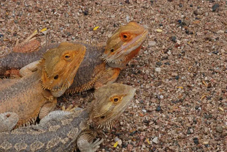 Bearded Dragon Breeds: The Interesting Breeds of Bearded Dragon