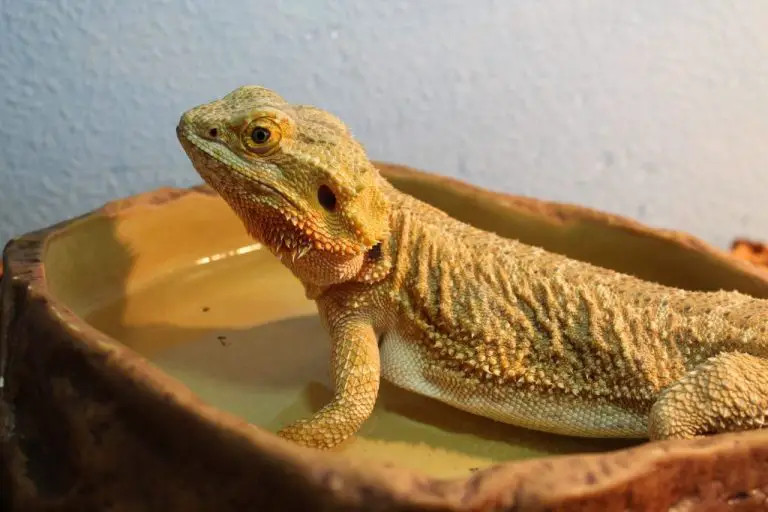 How Bearded Dragons Get Parasites Understanding the Causes and Prevention
