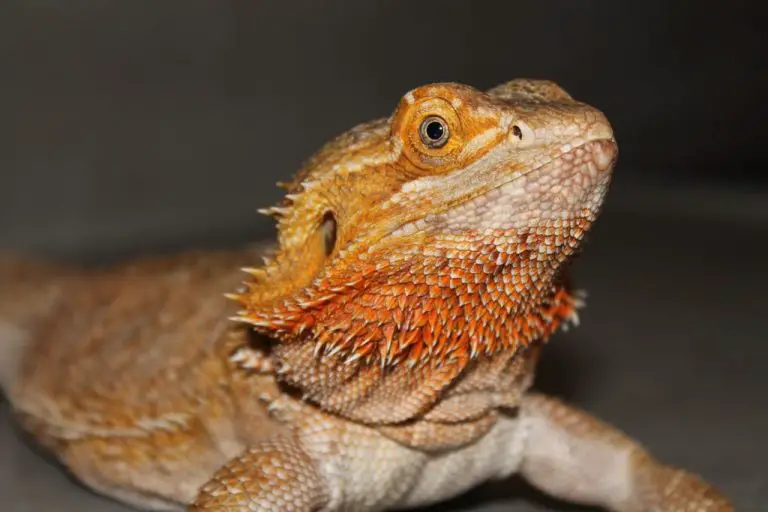 Can Bearded Dragon Eat Broccoli: Benefits and Risks of Broccoli to Your Bearded Dragon