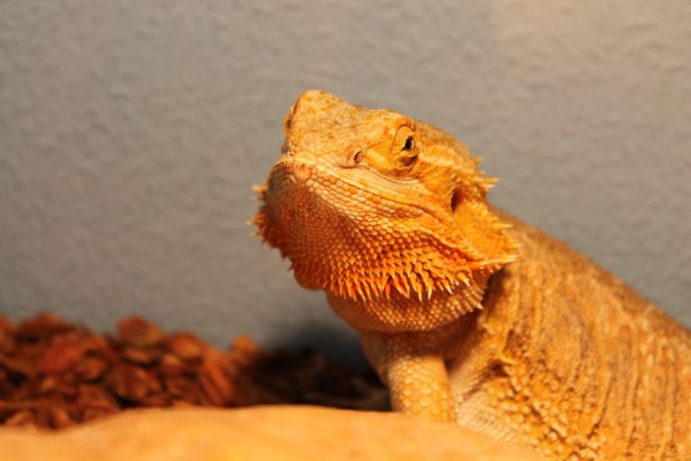 Can Bearded Dragon Eat Watermelon: Benefits and Risks of Feeding Watermelon to Your Bearded Dragon