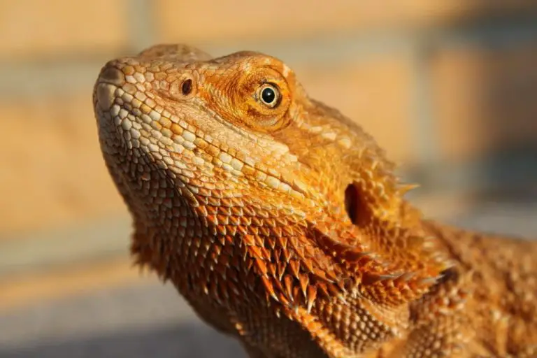 What Do Bearded Dragons Need: Tips for Setting Up the Ideal Vivarium for Your Bearded Dragon