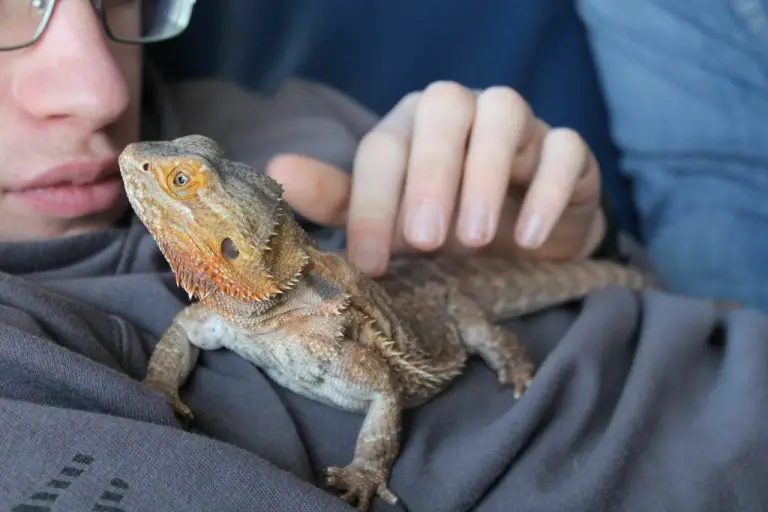 Does Bearded Dragons Bite: Reasons Why Bearded Dragons Bite and How to Deal With It