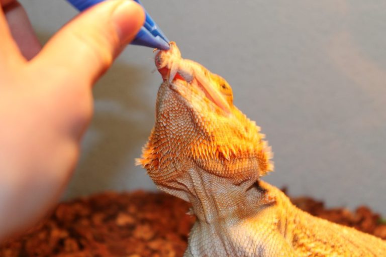 Can Bearded Dragons Eat Isopods? A Comprehensive Guide