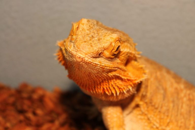Do Bearded Dragons Need Heat at Night: Everything You Need to Know About Providing Heat for Bearded Dragons