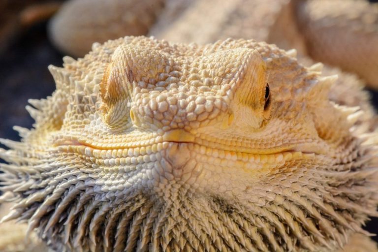 Can Bearded Dragon Eat Oranges: A Guide to Safely Feeding Your Beardy