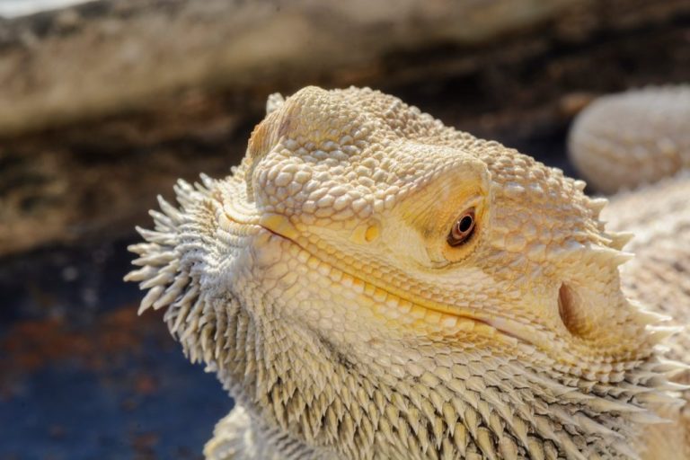 Bearded Dragon Age: How to Determine It With Confidence