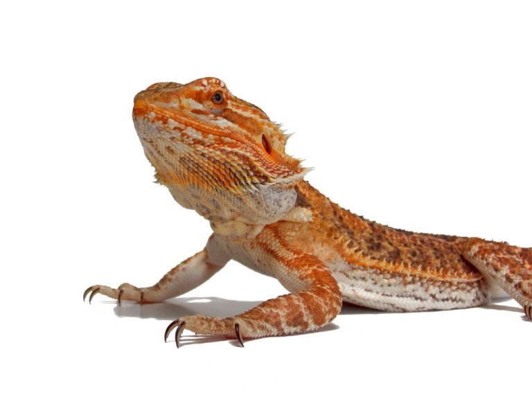 Rare Bearded Dragons: Special Bearded Dragon Morphs