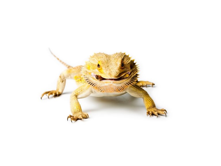 Do Bearded Dragons Eat Spiders? All You Need to Know