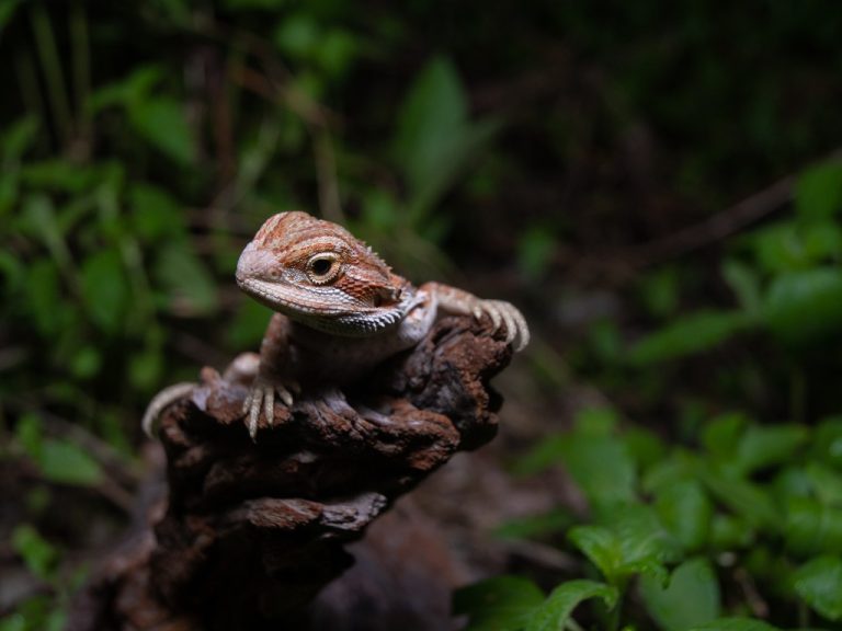 Where Are Bearded Dragons From: The Habitats of Bearded Dragons and How They Live in the Wild