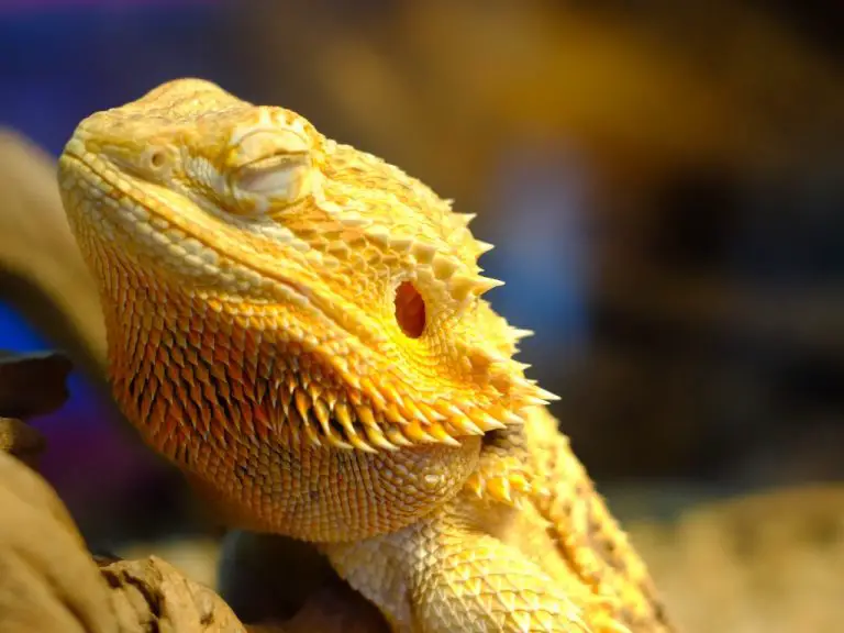 Can Bearded Dragons Get Depressed? Understanding the Emotional Well