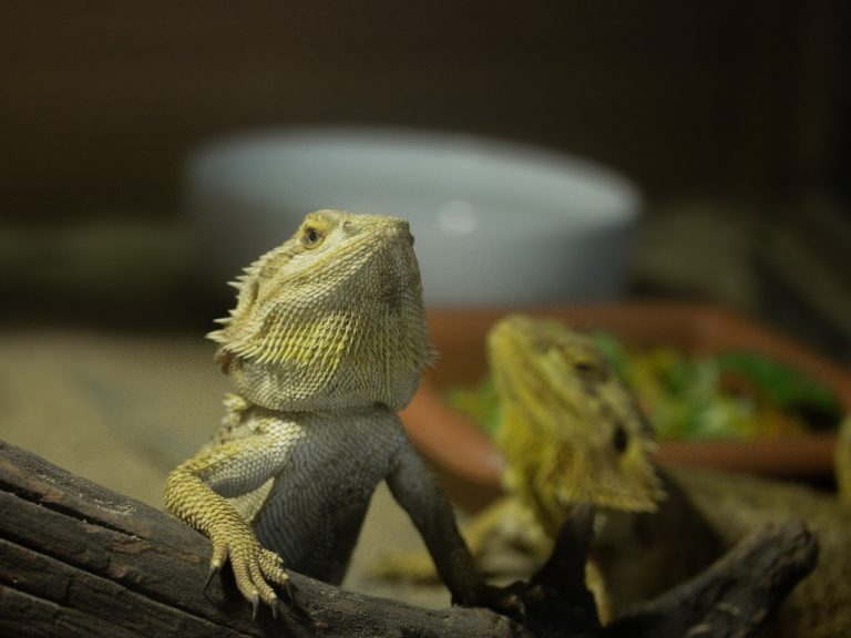 Can Bearded Dragon Eat Cabbage: The Benefits and Risks of Feeding Cabbage to Bearded Dragons