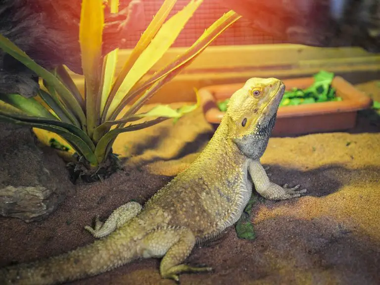 Can Bearded Dragon Eat Lettuce: Everything You Need to Know When It Comes to Lettuce for Bearded Dragons