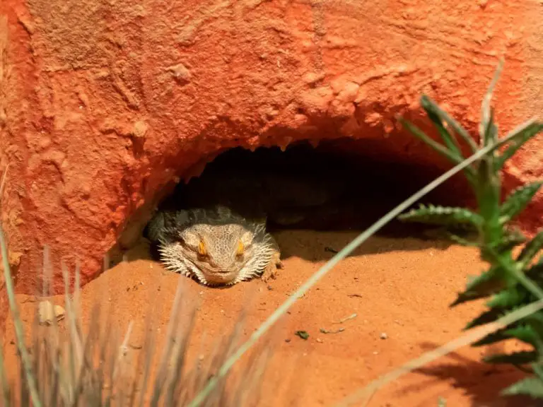 How to Do Bearded Dragons Sleep: A Comprehensive Guide