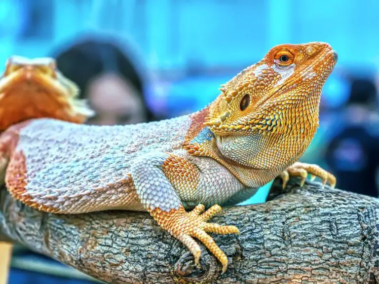 Why Is My Bearded Dragon Turning White: Reasons, Treatment, and Prevention When Your Bearded Dragon Is Turning White