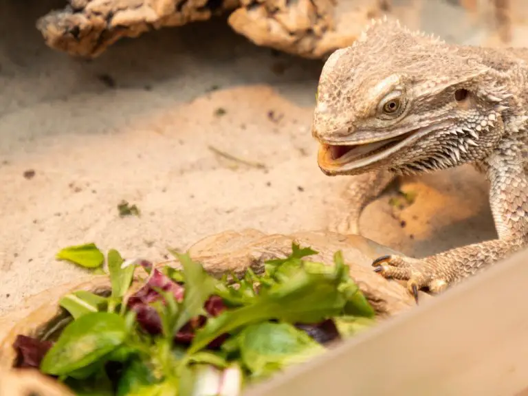How Often Should Bearded Dragons Eat: Feeding Schedule and Tips