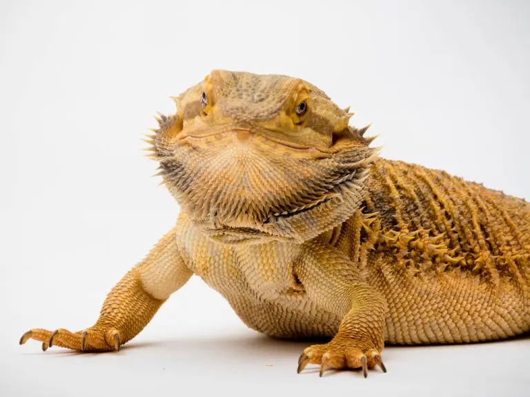 Do Bearded Dragons Fart: What You Need to Know About Digestive System of Bearded Dragon