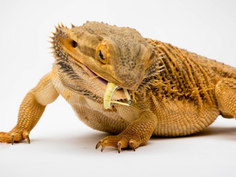 Do Bearded Dragons Eat Everyday? A Guide to Their Feeding Habits