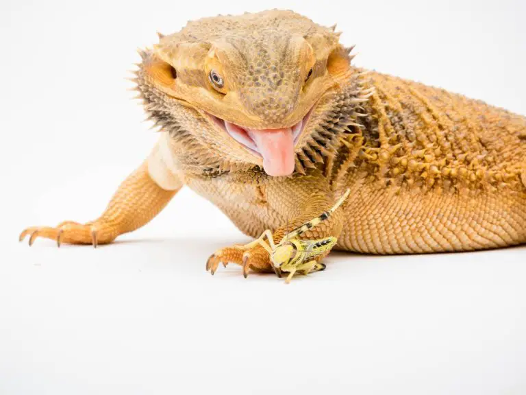 Can Bearded Dragons Eat Dead Crickets: What You Need to Know