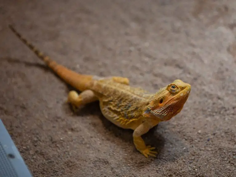 How Often Should Bearded Dragons Poop: A Guide to Healthy Digestion