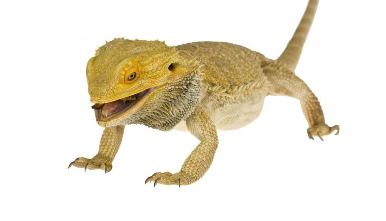Can Bearded Dragons Throw Up: Causes of Throwing Up in Bearded Dragons and How to Deal With It