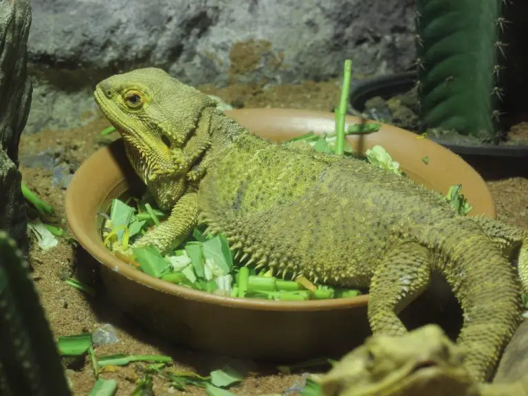 Bearded Dragons’ Diet: Vegetables They Can Safely Consume