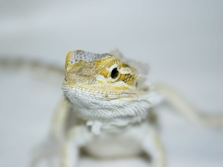 Do Bearded Dragons Eat Their Shed: Reasons Why Bearded Dragons Eat Their Shed and How to Deal With It