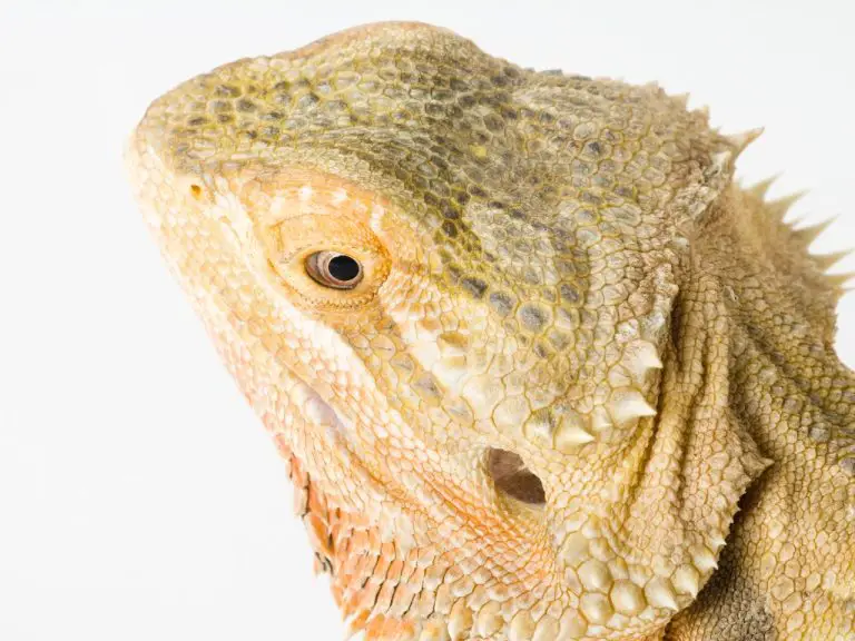 Do Bearded Dragons Have a Third Eye: Exploring the Myth and Science Behind This Claim