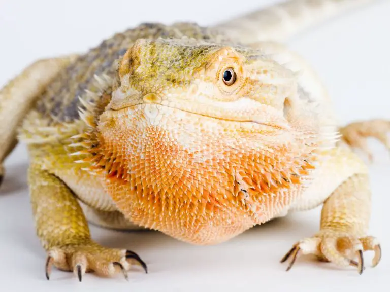 Do Bearded Dragons Carry Salmonella: Symptoms and Prevention of Salmonella in Bearded Dragons