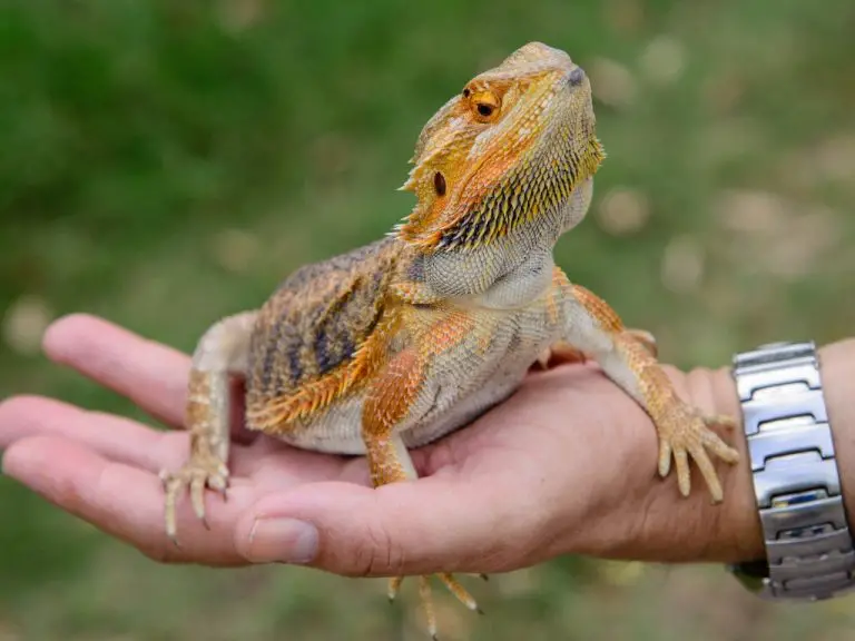 Are Bearded Dragons Easy to Take Care of: A Comprehensive Guide