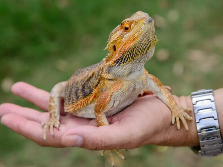 How to Properly Hold a Bearded Dragon: A Beginner’s Guide