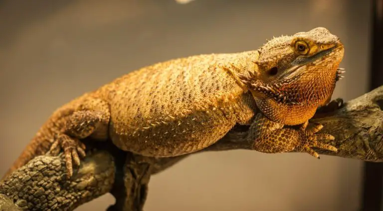 Blanket or No Blanket: The Ultimate Guide to Keeping Your Bearded Dragon Warm