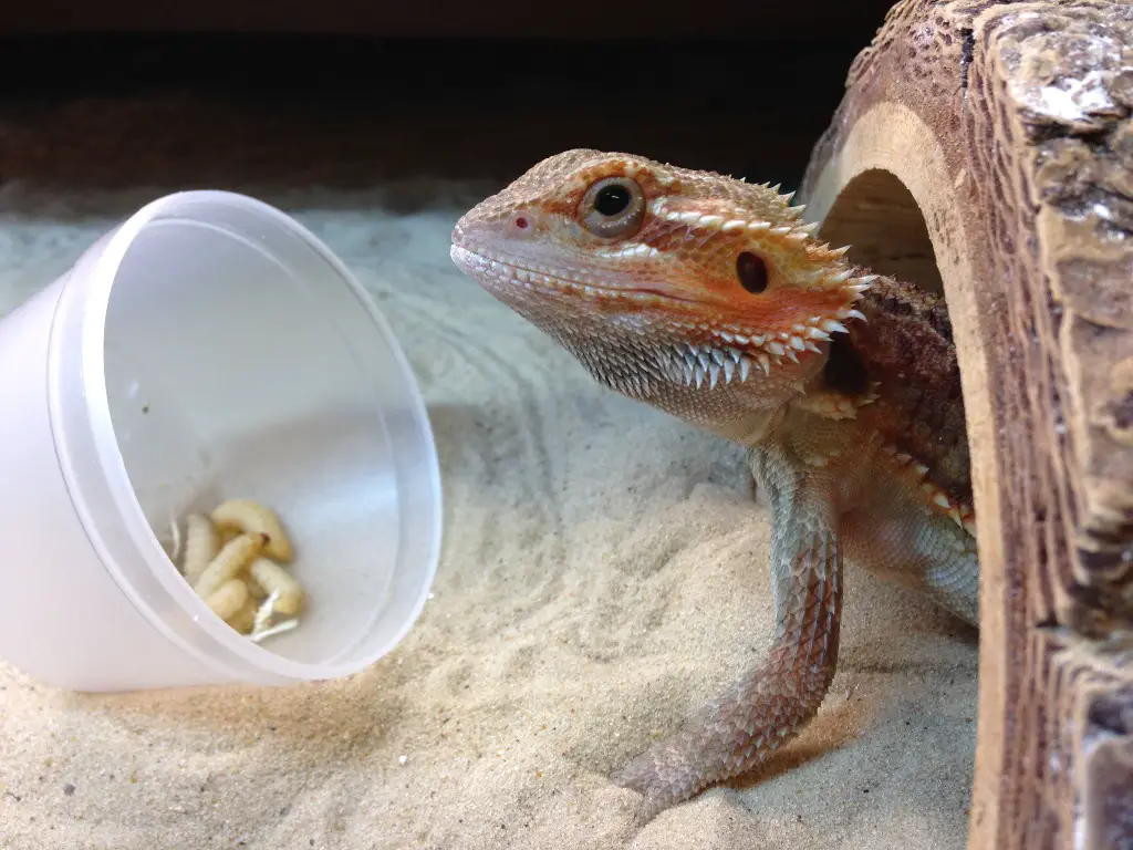 The Bearded Dragon's Diet: What Can They Eat?, Falls Road Animal Hospital