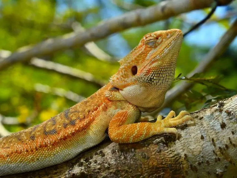 Do Bearded Dragons Sleep with Their Eyes Open? Exploring the Sleeping Habits of Bearded Dragons