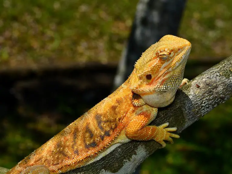 Can Bearded Dragons Get Depressed? Understanding the Emotional Well-being of Your Pet Lizard