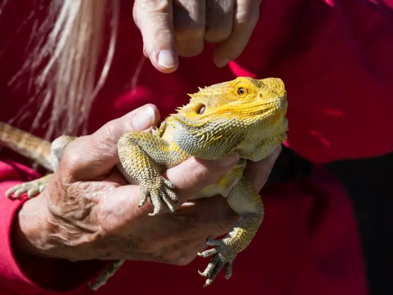 Where to Do Bearded Dragons Like to be Pet: A Guide to Proper Handling