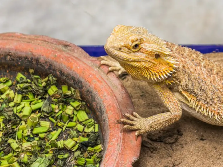 Can Bearded Dragons Eat Alfalfa Sprouts? A Comprehensive Guide