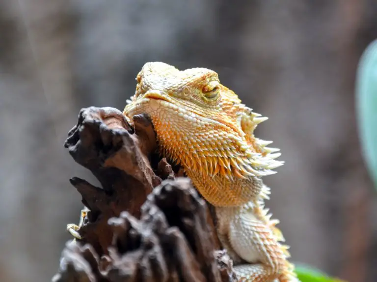 Can Bearded Dragons Get Depressed? Understanding the Emotional Well