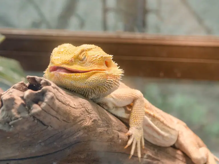 My Bearded Dragon Is Not Eating: Possible Causes and Solutions