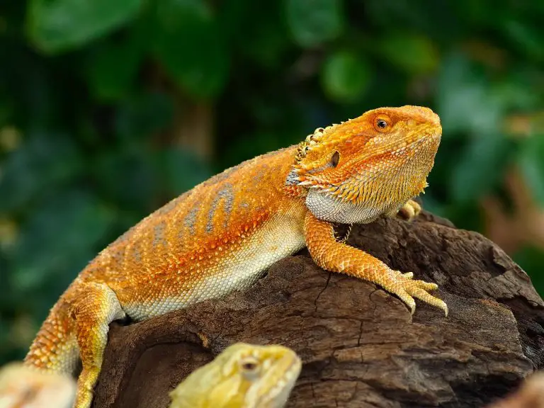 Are Bearded Dragons Endangered? A Brief Overview of Their Conservation Status