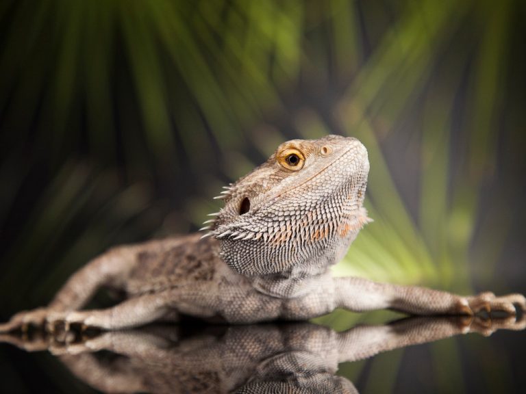 How Much Does a Bearded Dragon Cost: A Comprehensive Guide to Expenses