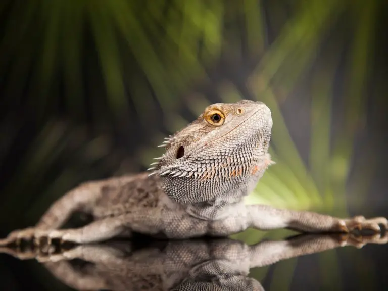 How Much Does a Bearded Dragon Cost: A Comprehensive Guide to Expenses