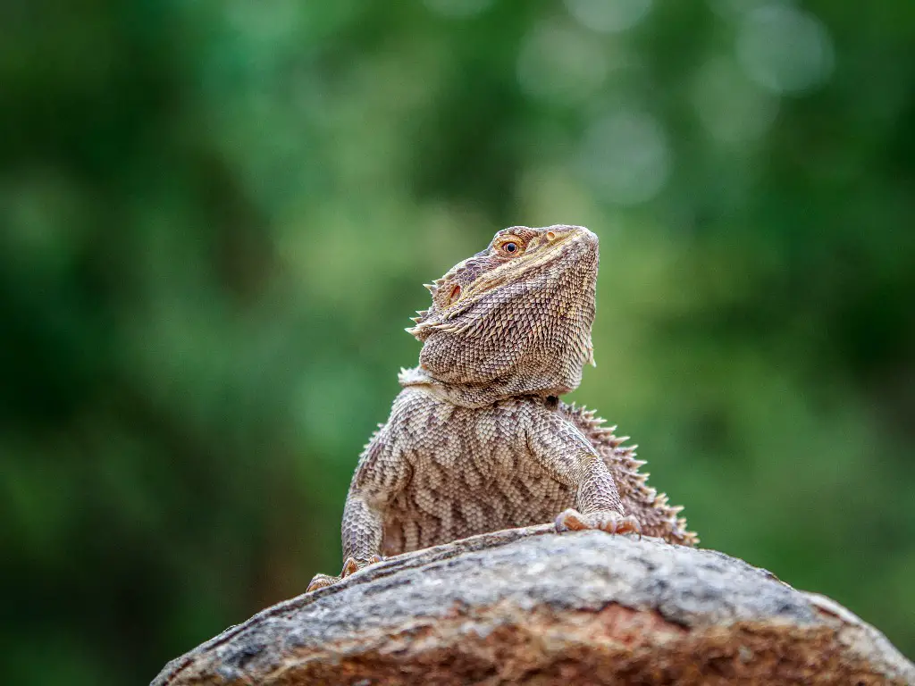 Where are Bearded Dragons From Origins and Habitat Explained