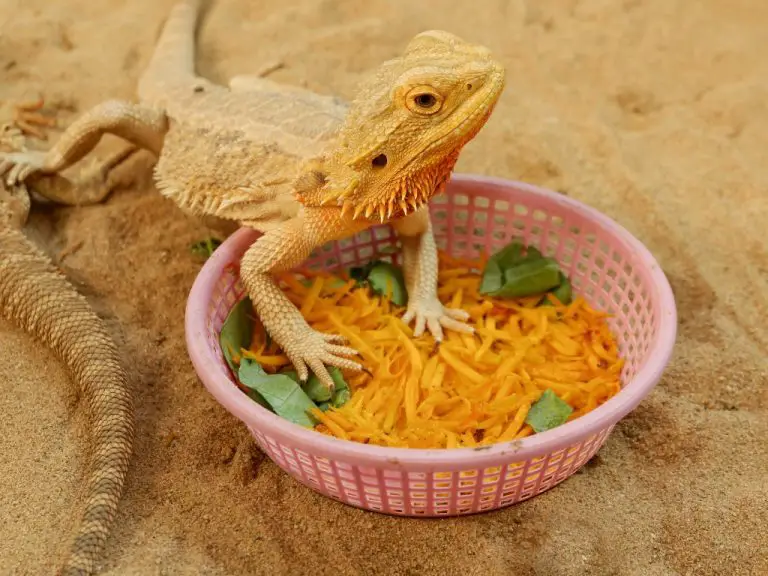 Are Bearded Dragons Omnivores? A Clear Answer