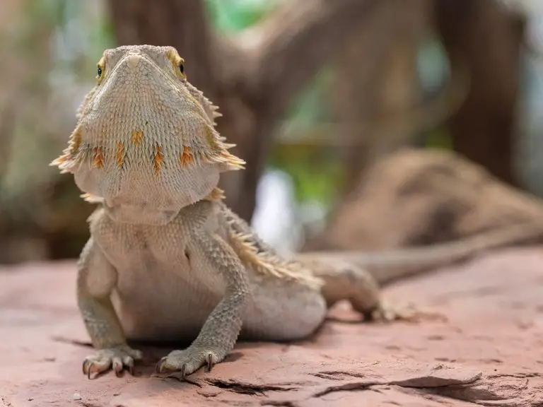 Do Bearded Dragons Get Lonely: Signs and Factors of Loneliness in Bearded Dragons and How to Deal With It