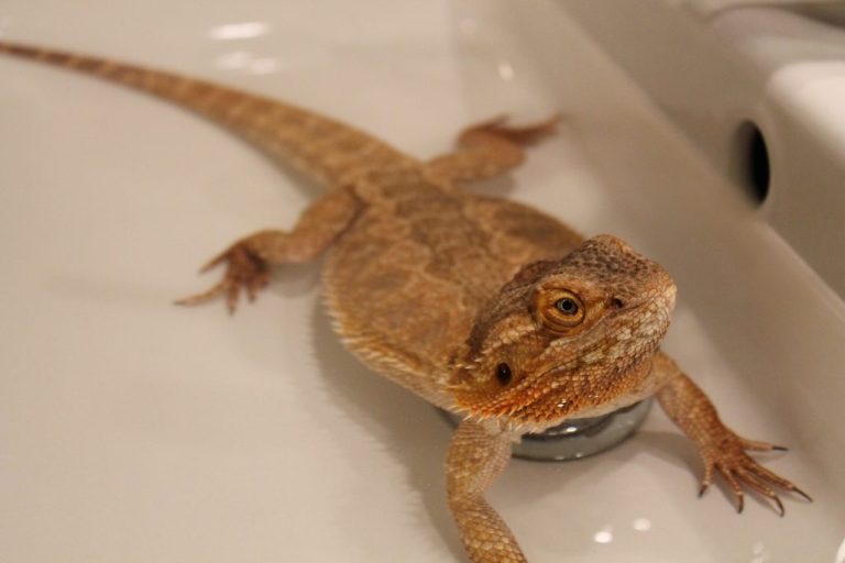 How to Give Bearded Dragon a Bath: A Step-by-Step Guide
