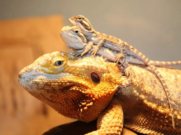 Can Bearded Dragons Change Gender? Understanding the Phenomenon