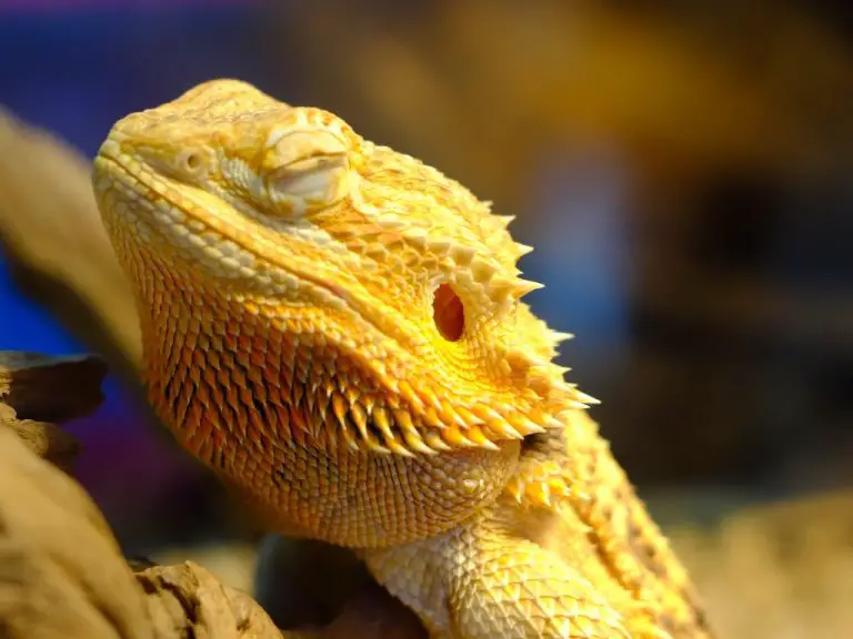 Do Bearded Dragons Sleep a Lot? Understanding Their Sleeping Habits