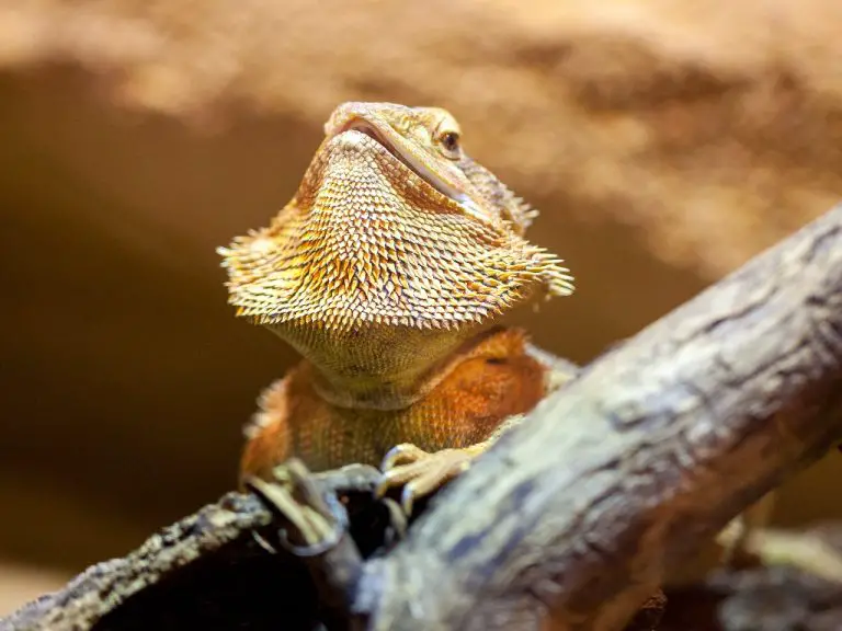 Do Bearded Dragons Sleep During the Day? Everything You Need to Know