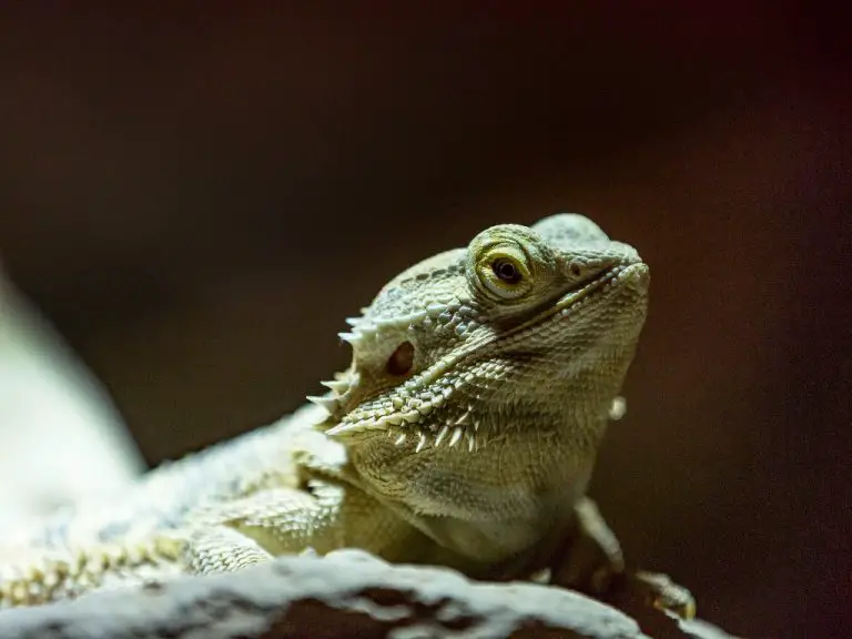Can Bearded Dragons See in the Dark: Exploring Their Vision in Low-Light Conditions
