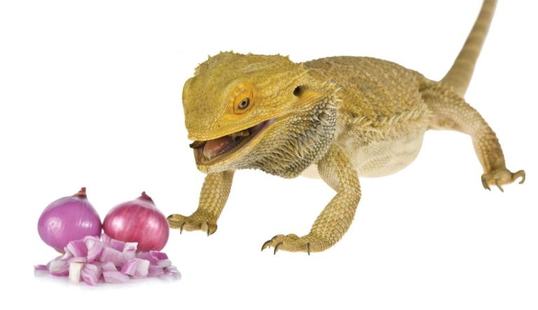 Can Bearded Dragons Eat Onions: A Comprehensive Guide to Safely Feeding Your Beardie